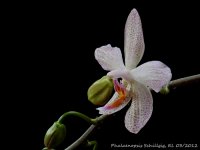 Phal Schillgig 03_2012 OT 2.JPG