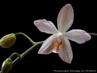 Phal Schillgig 03_2012 OT 3.JPG