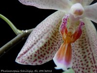 Phal Schillgig 03_2012 OT 4.JPG