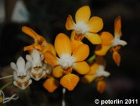Phal_Jiaho_Lovely_Star_20110329.JPG