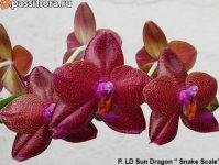 P.-LD-Sun-DragonSnake-Scale1.jpg