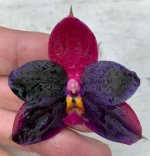 Phal. Tying Shin Fly Eagle x violacea 'Norton Strain' (fading flower).jpg