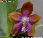 Phal.-Gelblitz-x-venosa-x-Dragon-girl.jpg