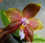 Phal.-Gelblitz-x-venosa-x-Dragon-girl1.jpg