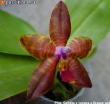 Phal.-Gelblitz-x-venosa-x-Dragon-girl2.jpg