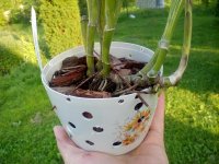 20170802_185523.jpg