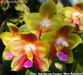 Phal.-Joy-Spring-CanaryNew-Rainbow2.jpg