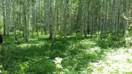 IMG-20170710-WA0005.jpg