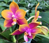 image-exclusive-0000-Phal.Ks-Happy-Eagle-X-Hawaii-Dragon-Girl.jpg