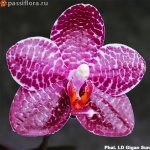 Phal.-LD-Gigan-Sun.jpg