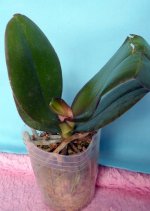 Phal Ever Spring Prince (Legenda) №26706 экскл. 14.08.2017.jpg