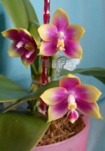 Phal.Hawaii Dragon Gerl DT x Phal.Zheng Min Muscadeni (Peter) полу&#1095.jpg