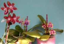 Phal.Speciosa c-1 x Dragon Tree Eagle red (слева), и Phal.Ha.jpg