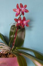 Phal.Speciosa c-1 x Dragon Tree Eagle red получен 10.0.jpg