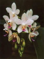 phal grethen stuartiana и gigantea.jpg