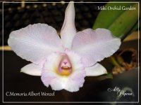 Cattleya Memoria Albert Wenzel3.jpg