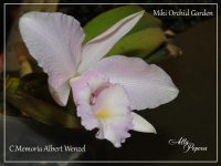 Cattleya Memoria Albert Wenzel2.jpg