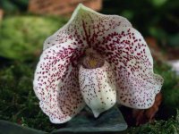 image-000ex-Paphiopedilum_godefroyae.jpg