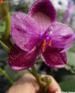 Phal.-Black-Sentra.jpg