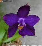 (P.-violacea-x-P.-Su-An-Super-Star)-x-P.-violacea-indigo (1).jpg