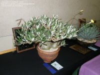 pachypodium rosulatum gracilis (1.jpg