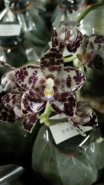 Phal.gigantea v.black?.jpg