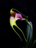 Masdevallia reichenbachiana.jpg