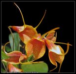 Masdevallia angulata x kimballiana.jpg