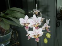 Phalaenopsis minus x stuartiana var. Puntatissima.jpg