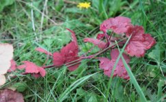 Bildschirmfoto 2017-08-29 um 23.47.37.jpg