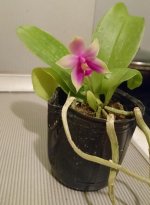 IMG_1742.JPG