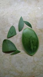 IMG_20170907_001145.jpg