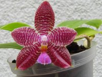 Phal. Zheng Min Gemini.jpg