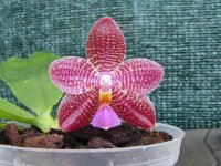 Phal. Zheng Min Gemini1.jpg