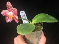 Phal. Zheng Min Oak  Natasha  Yungho Princess Gelb.jpg