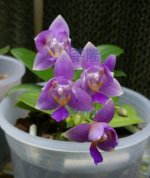 Phal.Equalacea'Chienlung'.jpg