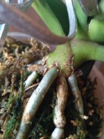 IMG_20170917_135930.jpg