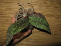 IMG_1387.jpg