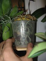 IMG_1396.jpg
