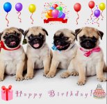 Birthday-pug-funny-pugs-34581826-800-783.jpg