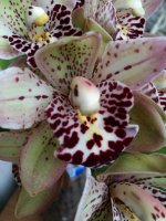 IMG_20170921_143238.jpg