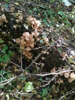 IMG_20170923_125401.jpg