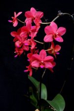 Phal. Buddha's Treasure.jpg