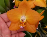 Phal.K S Pride---是大紅花雜交四-五.jpg