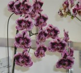 Phal Everspring King X Dtps Palm Rose - King Hsing Beauty 'OX'.jpg