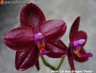 Phal.-LD-Sun-Dragon-'Peter'.jpg