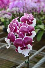 bl Phalaenopsis santa klaus.jpg