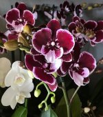 bl Phalaenopsis Reyoung Edie2.jpg