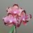 Dancing_Orchid