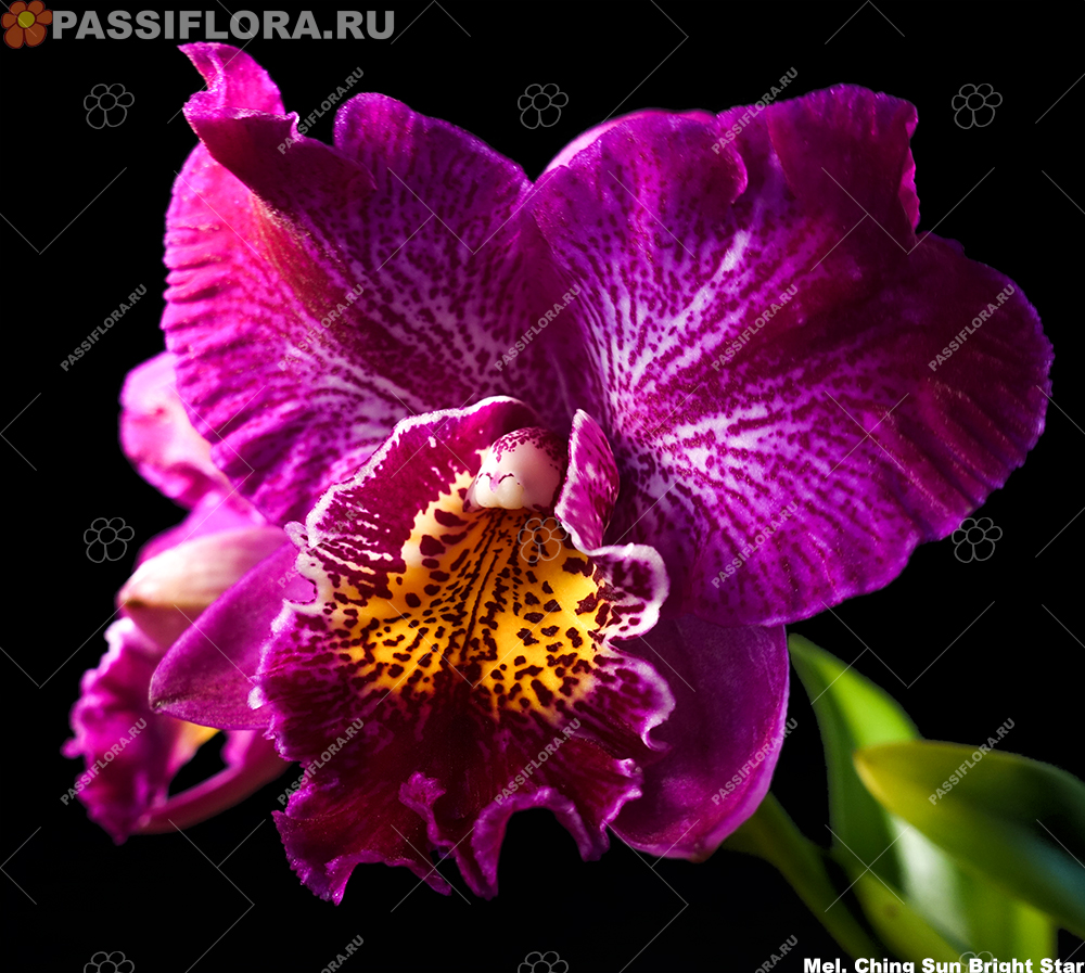 passiflora.ru